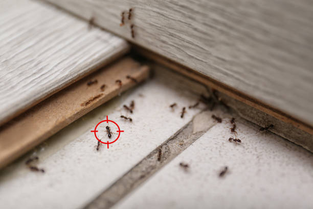 Best Pest Removal Services  in Ruckersville, VA