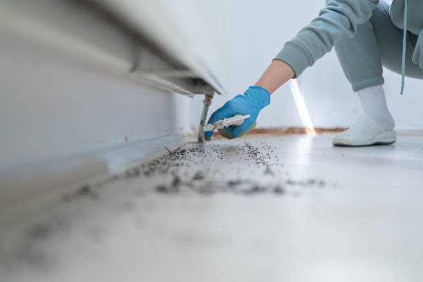 Best Wasp Removal Services  in Ruckersville, VA